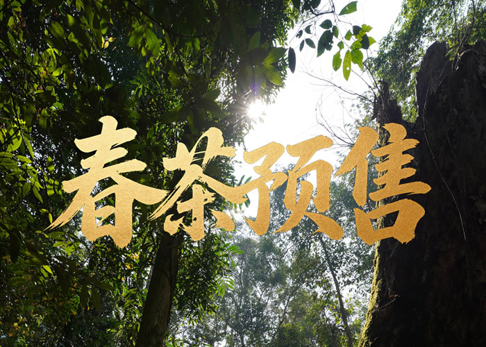 2026年春茶预售开始啦｜把专业的事情交给「茶山搬运工」