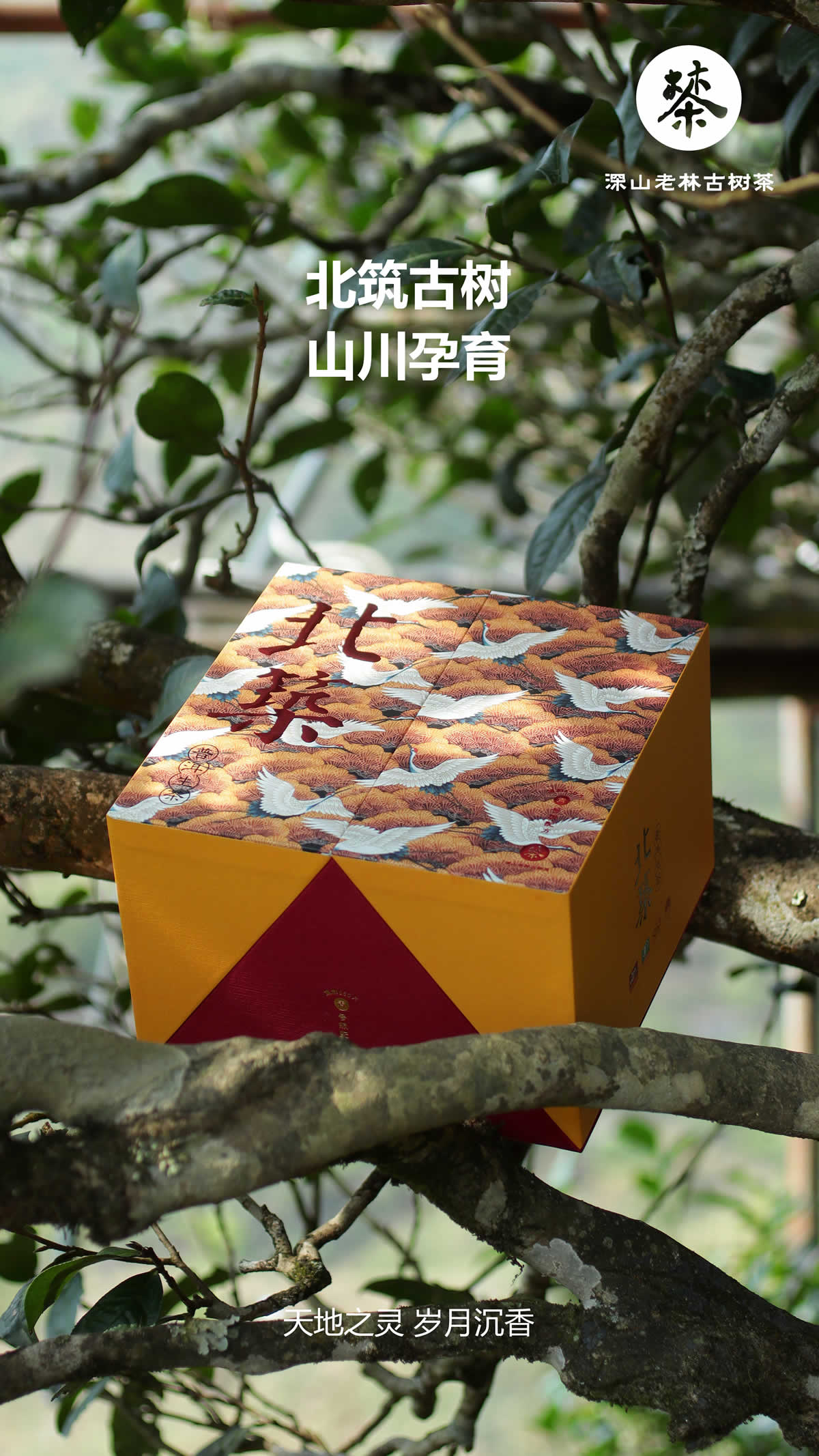 北筑古树1.jpg