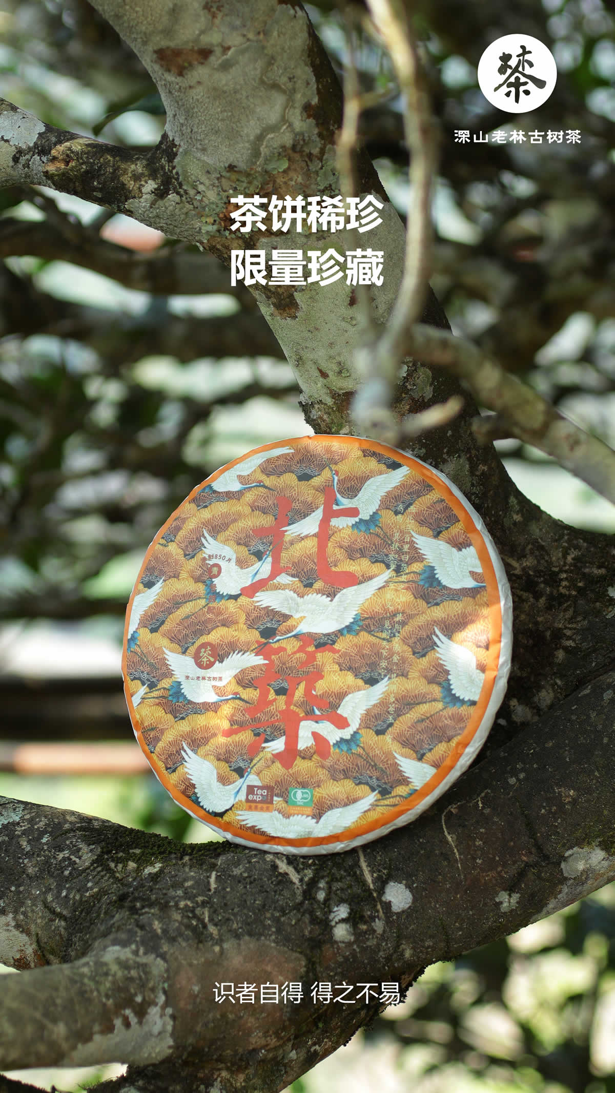 北筑古树6.jpg