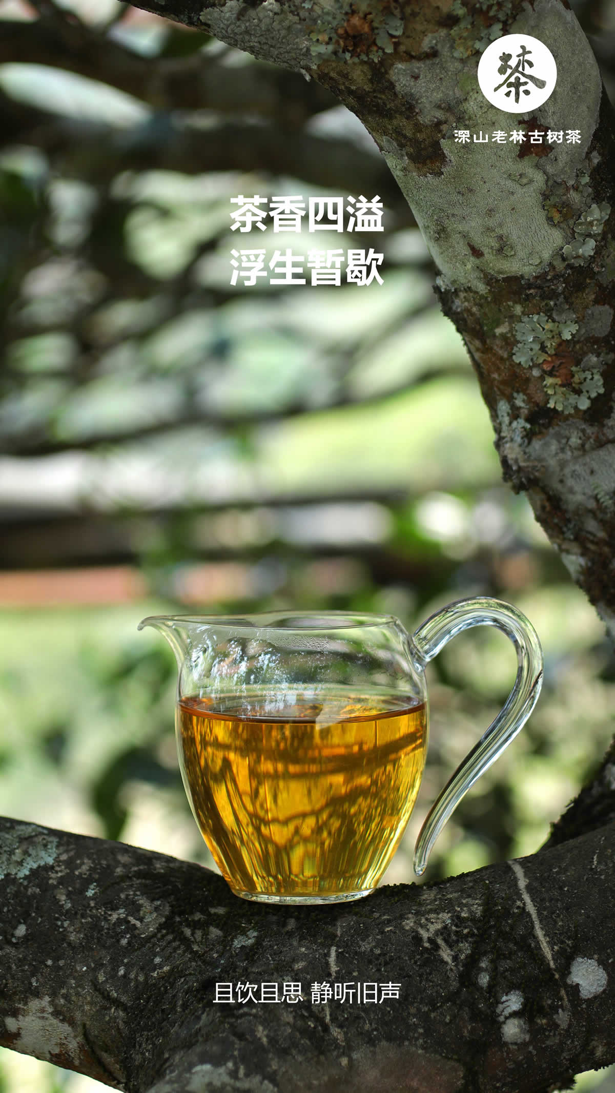 北筑古树4.jpg