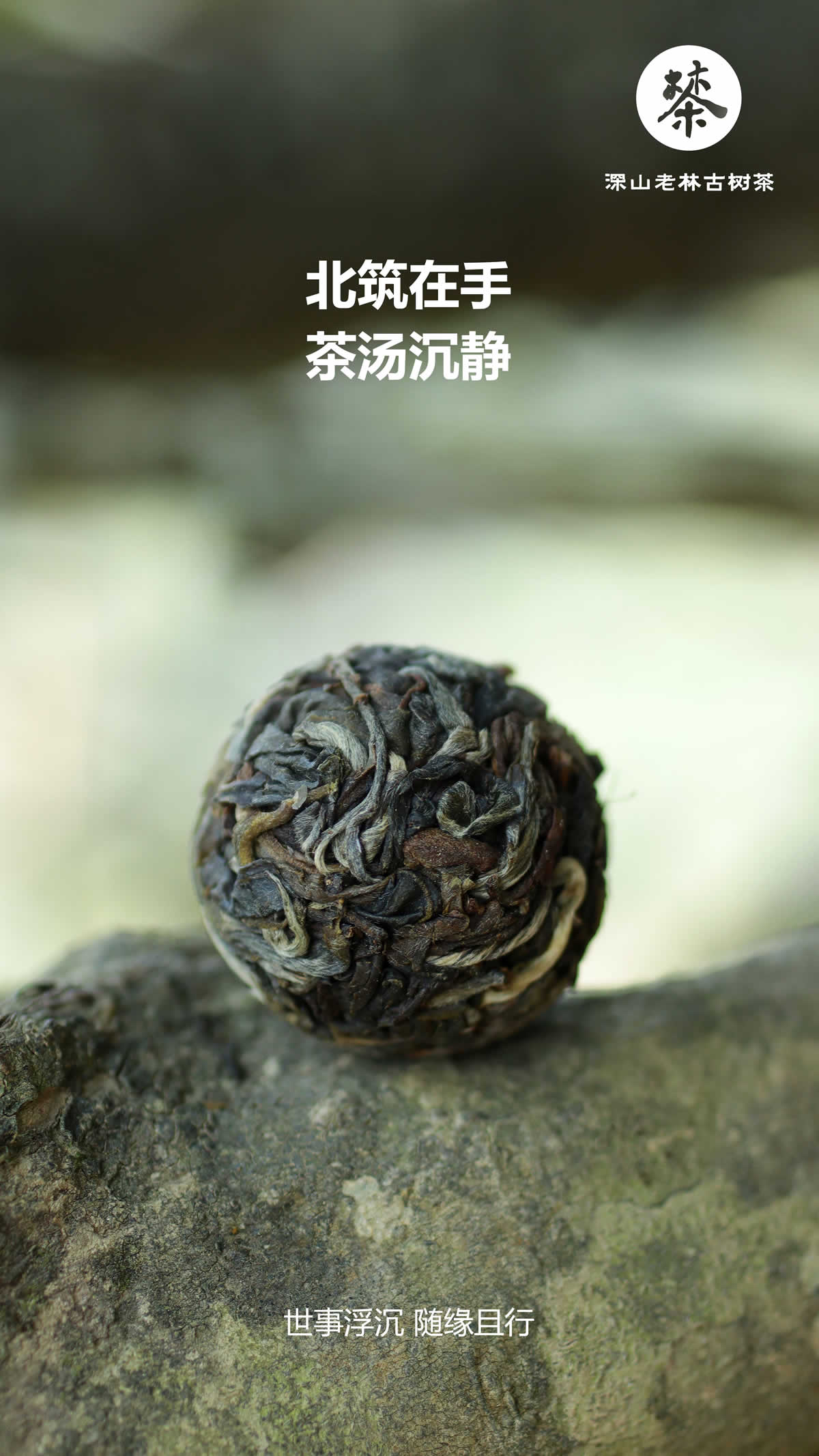 北筑古树8.jpg