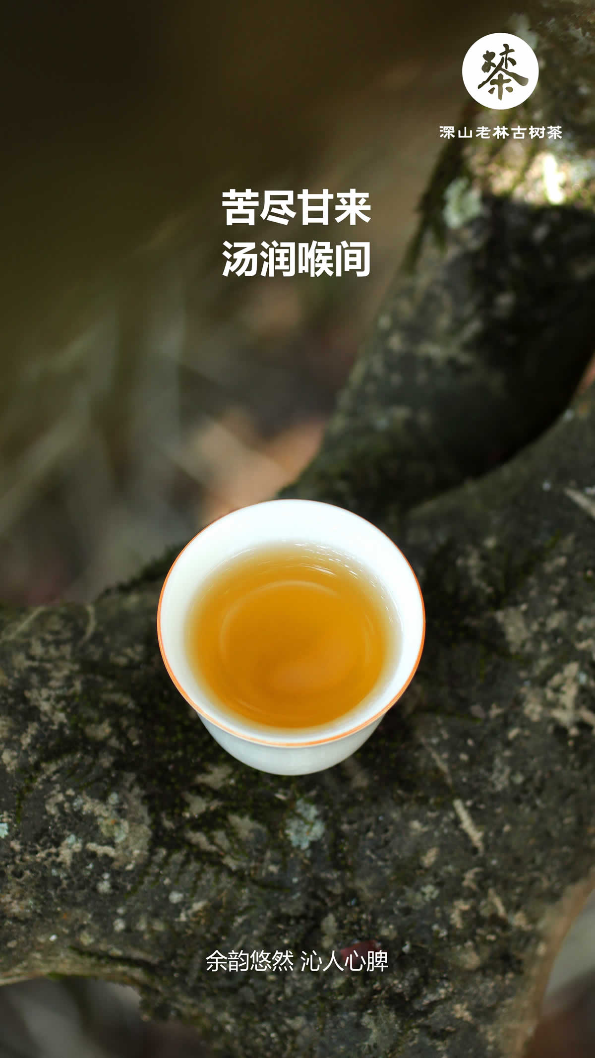 北筑古树5.jpg