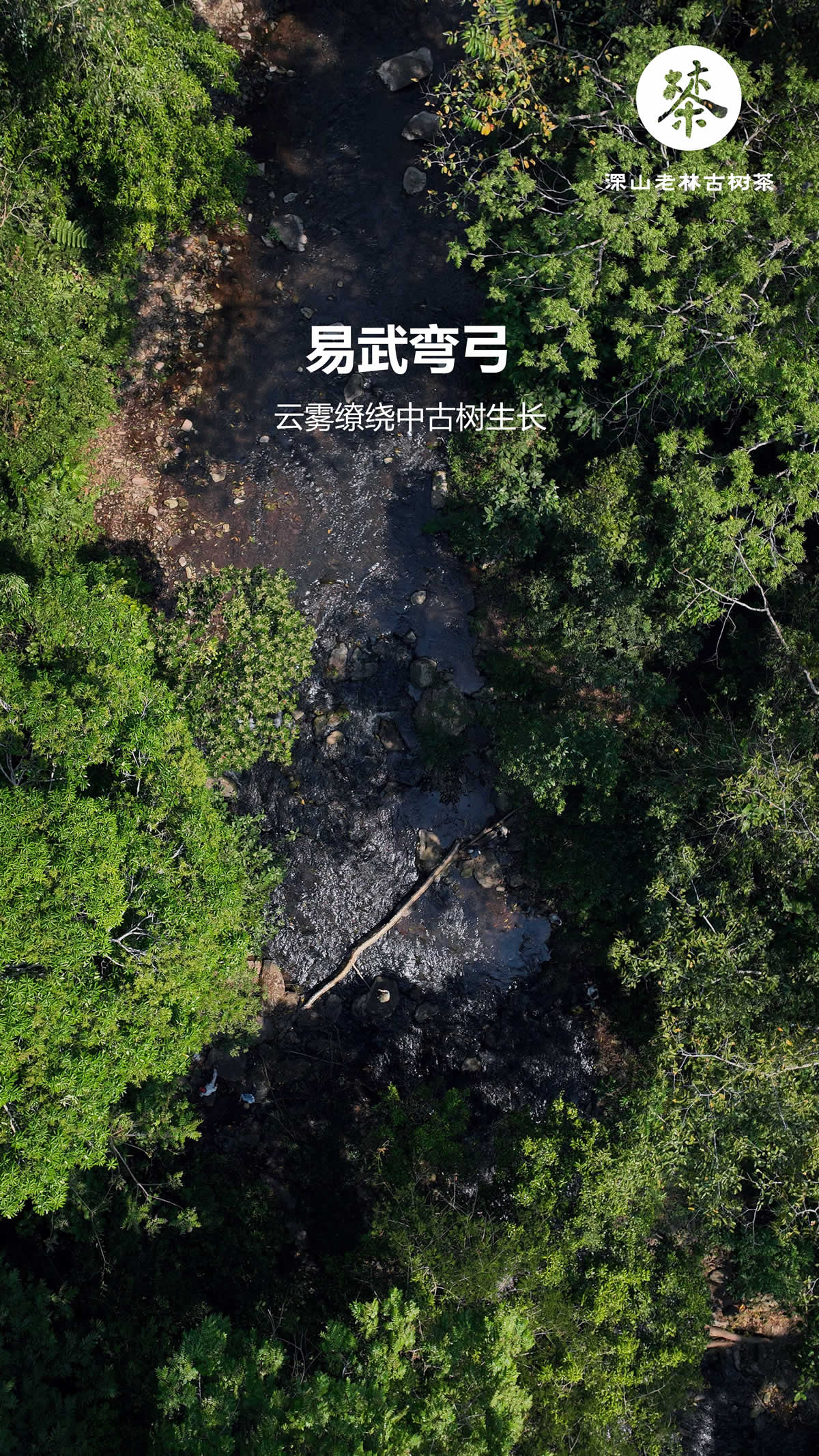 易武弯弓蝉蜒白茶1.jpg
